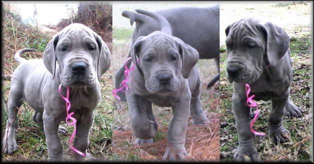 California Great Dane Puppies