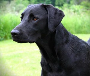California Labrador Retriever Rescue