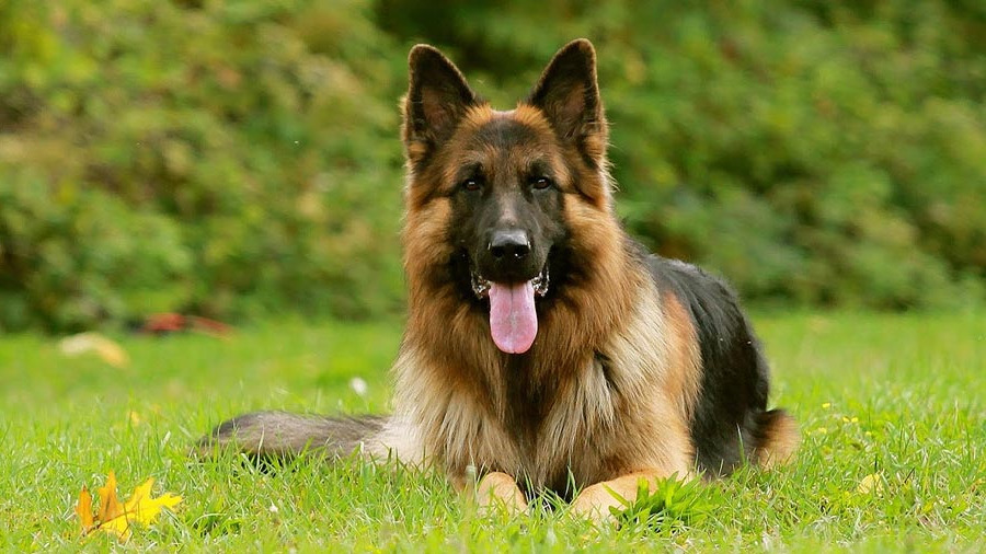 Canine German Shepherd