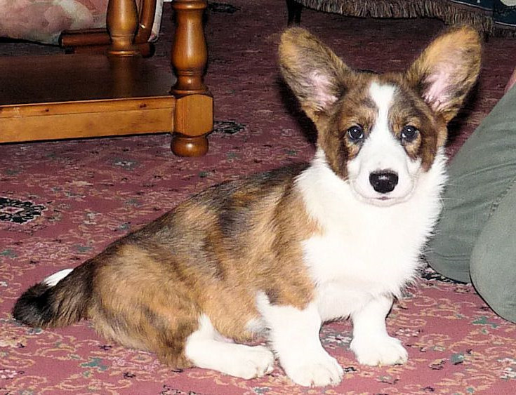 Cardigan Corgi Rescue