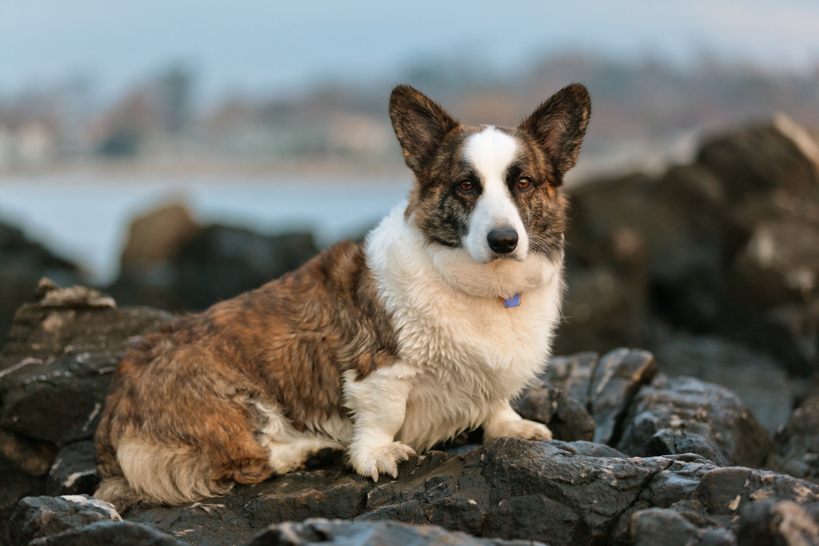 Cardigan Corgi Rescues