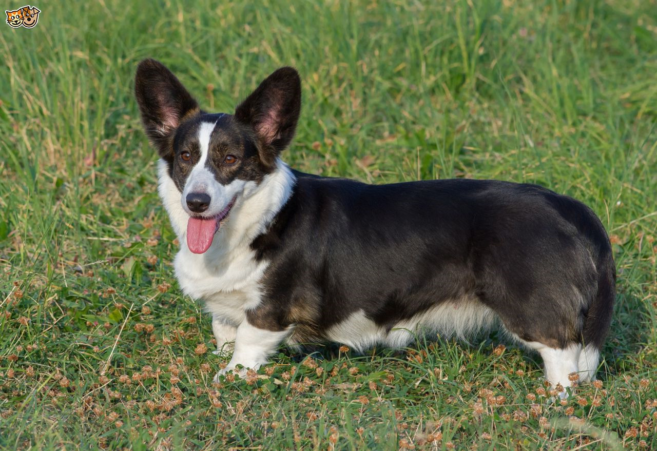 Cardigan Corgi