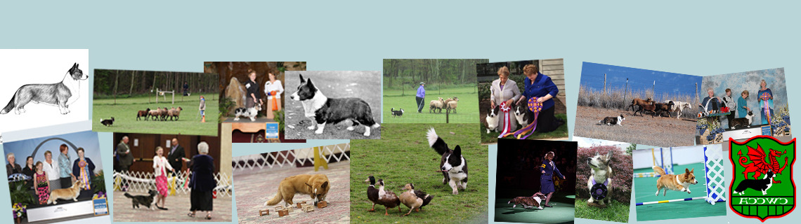 Cardigan Welsh Corgi Club Of America