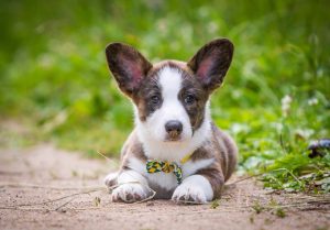 Cardigan Welsh Corgi Puppies For Sale In Ohio
