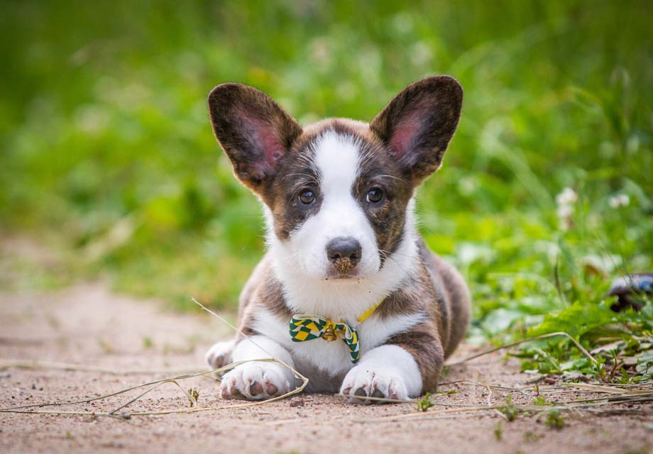 Cardigan Welsh Corgi Puppies