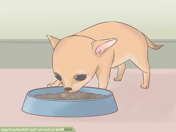 Caring For A Chihuahua