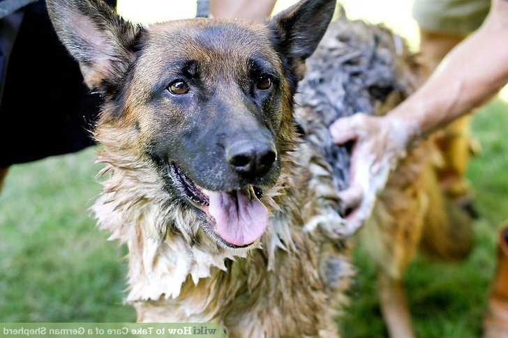 Caring For A German Shepherd