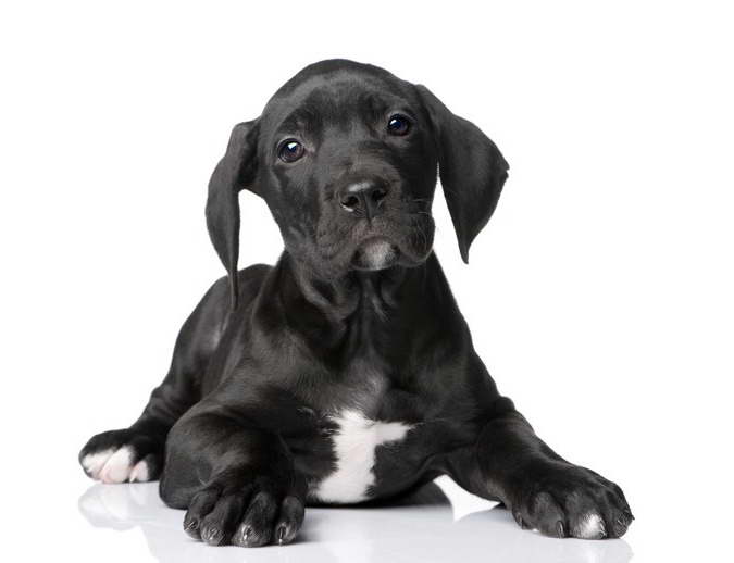 Caring For A Great Dane Puppy