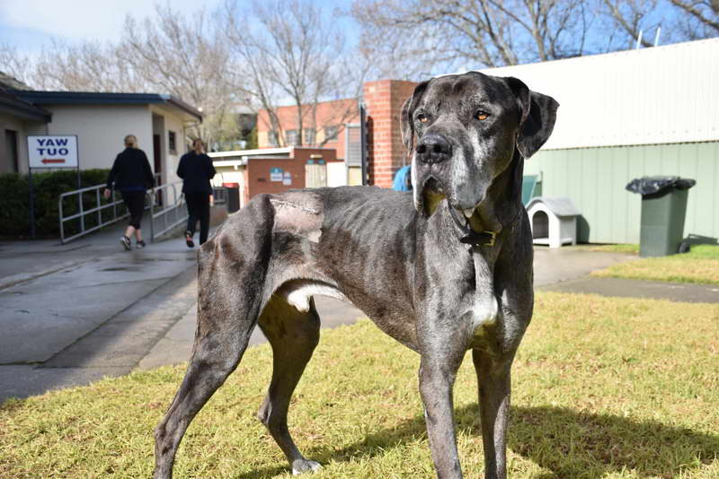 Caring For A Great Dane