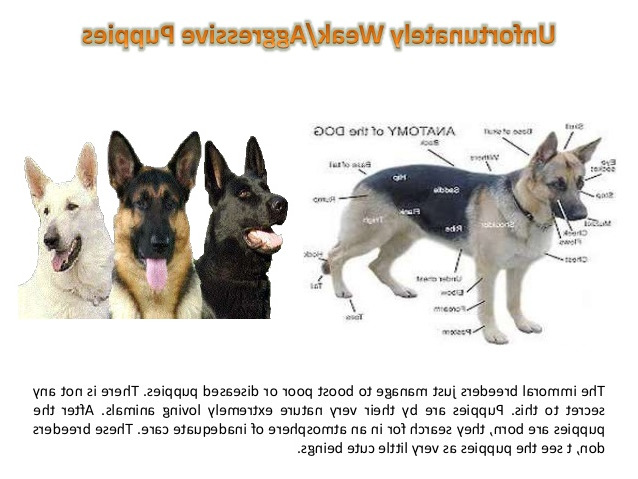 Caring For German Shepherd Puppies