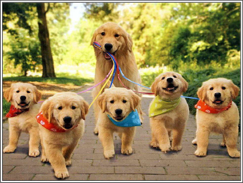 Caring For Golden Retriever Puppies