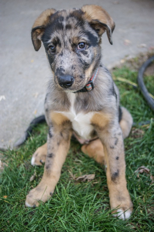 Catahoula Blue Heeler Mix Puppies For Sale