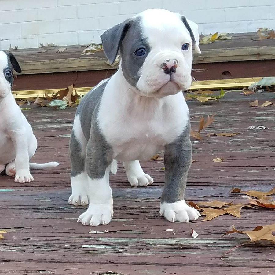 Catahoula Bulldog Puppies For Sale