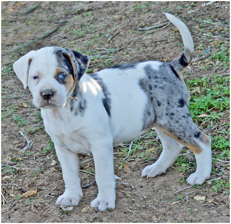 Catahoula Bulldog Puppies