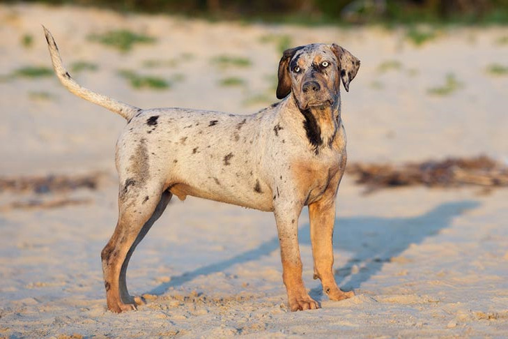 Catahoula Cur Dog