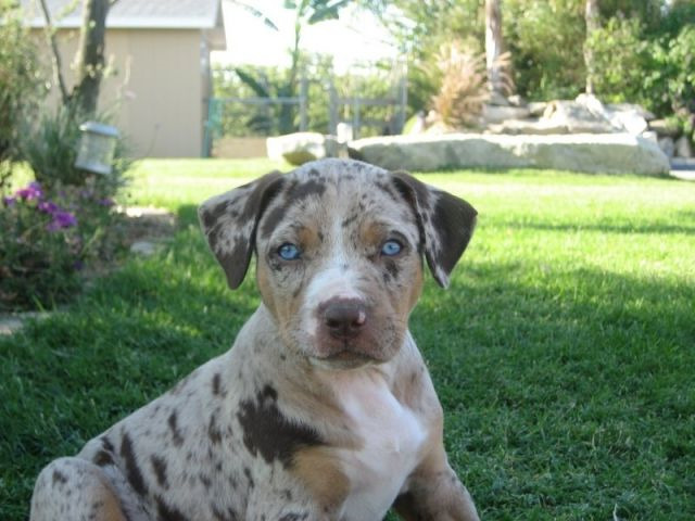 Catahoula Cur Puppies For Sale In Florida