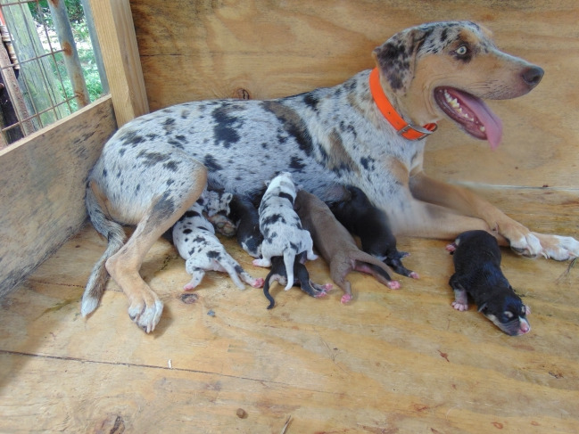 Catahoula Cur Puppies For Sale In Louisiana