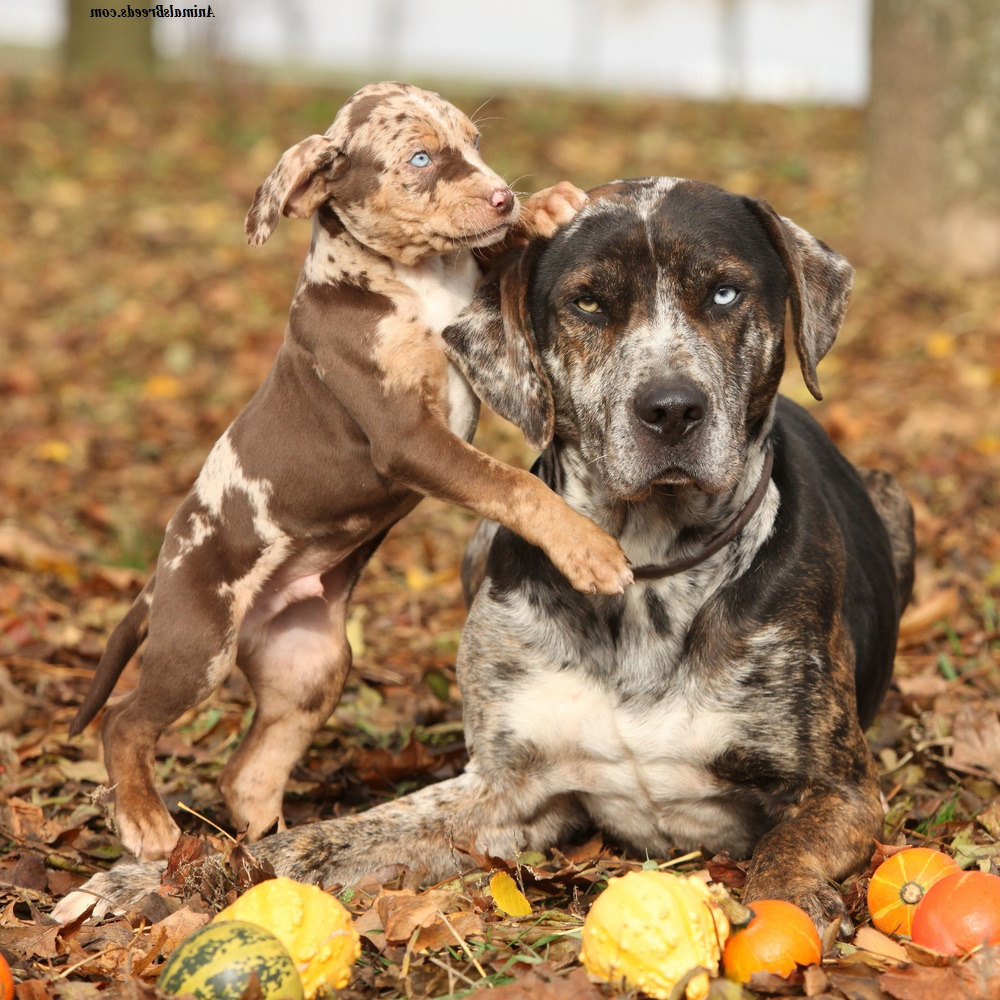 Catahoula Cur Temperament Intelligent