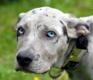 Catahoula Dog Temperament