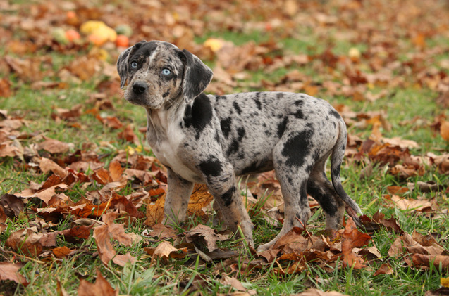 Catahoula Hound Puppies