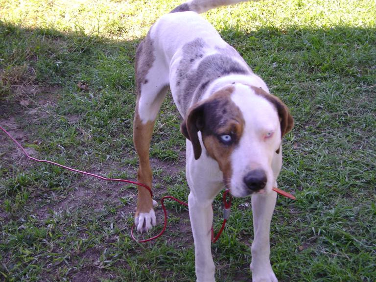 Catahoula Kennels