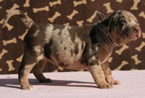 Catahoula Leopard Dog Books