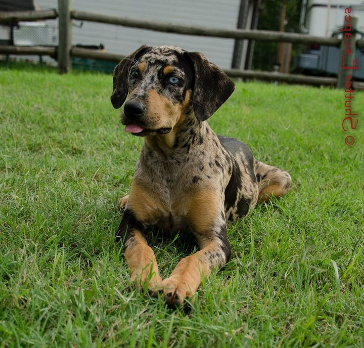 Catahoula Leopard Dog Breeders Midwest