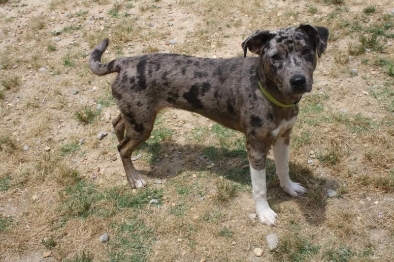 Catahoula Leopard Dog Oregon