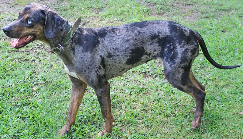 Catahoula Leopard For Sale
