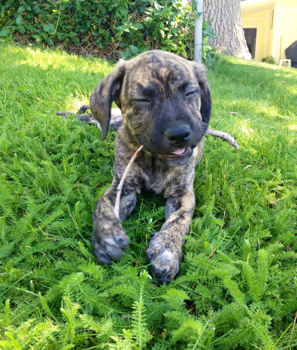 Catahoula Leopard Mix Puppies For Sale