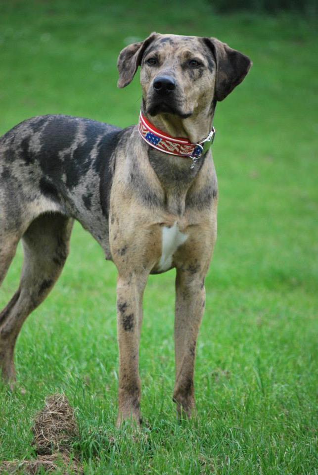 Catahoula Leopard Rescue