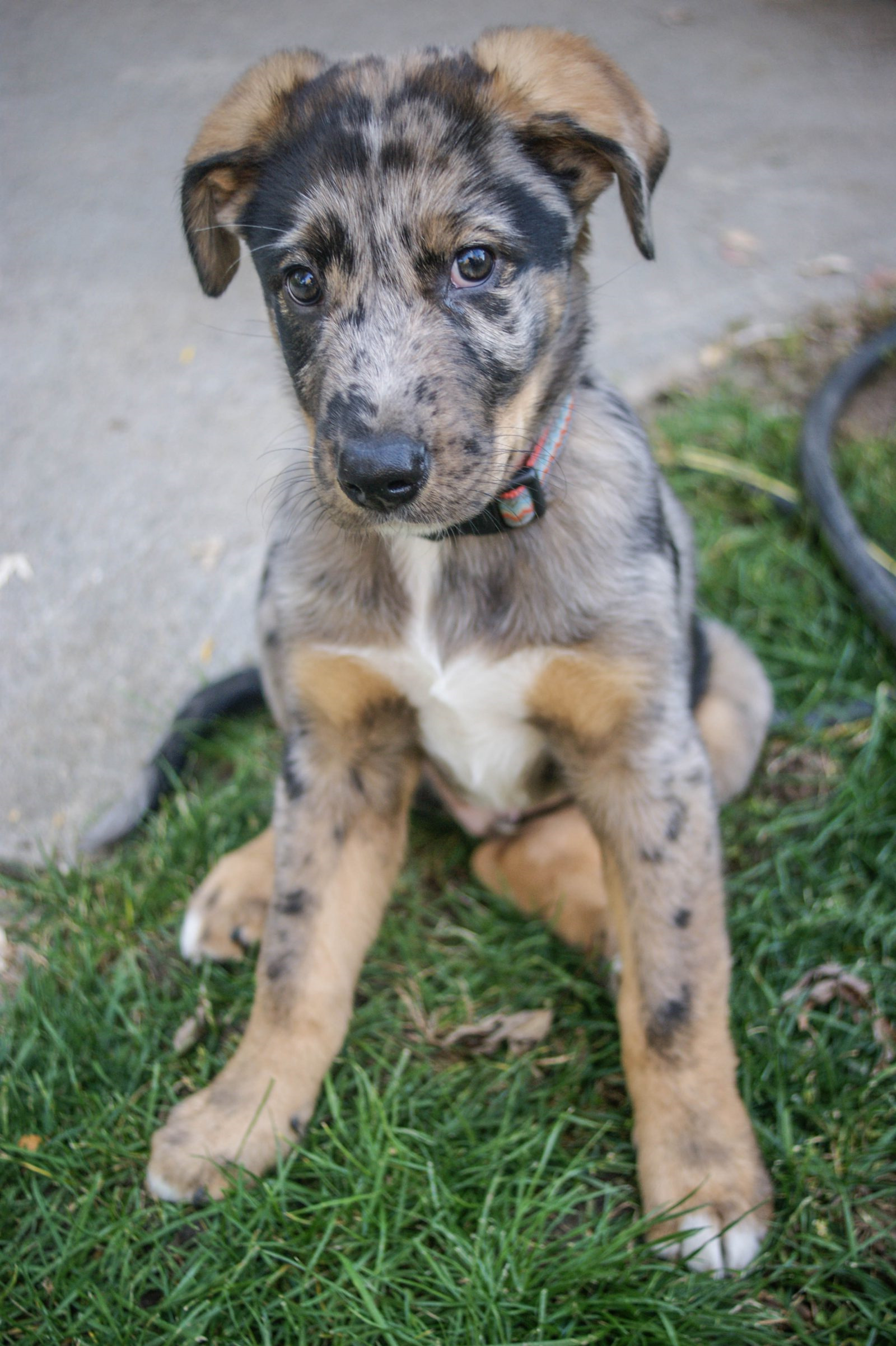 Catahoula Mix Puppies For Sale