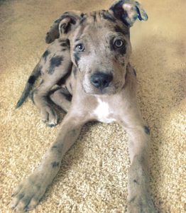 Catahoula Pitbull Mix Puppies For Sale
