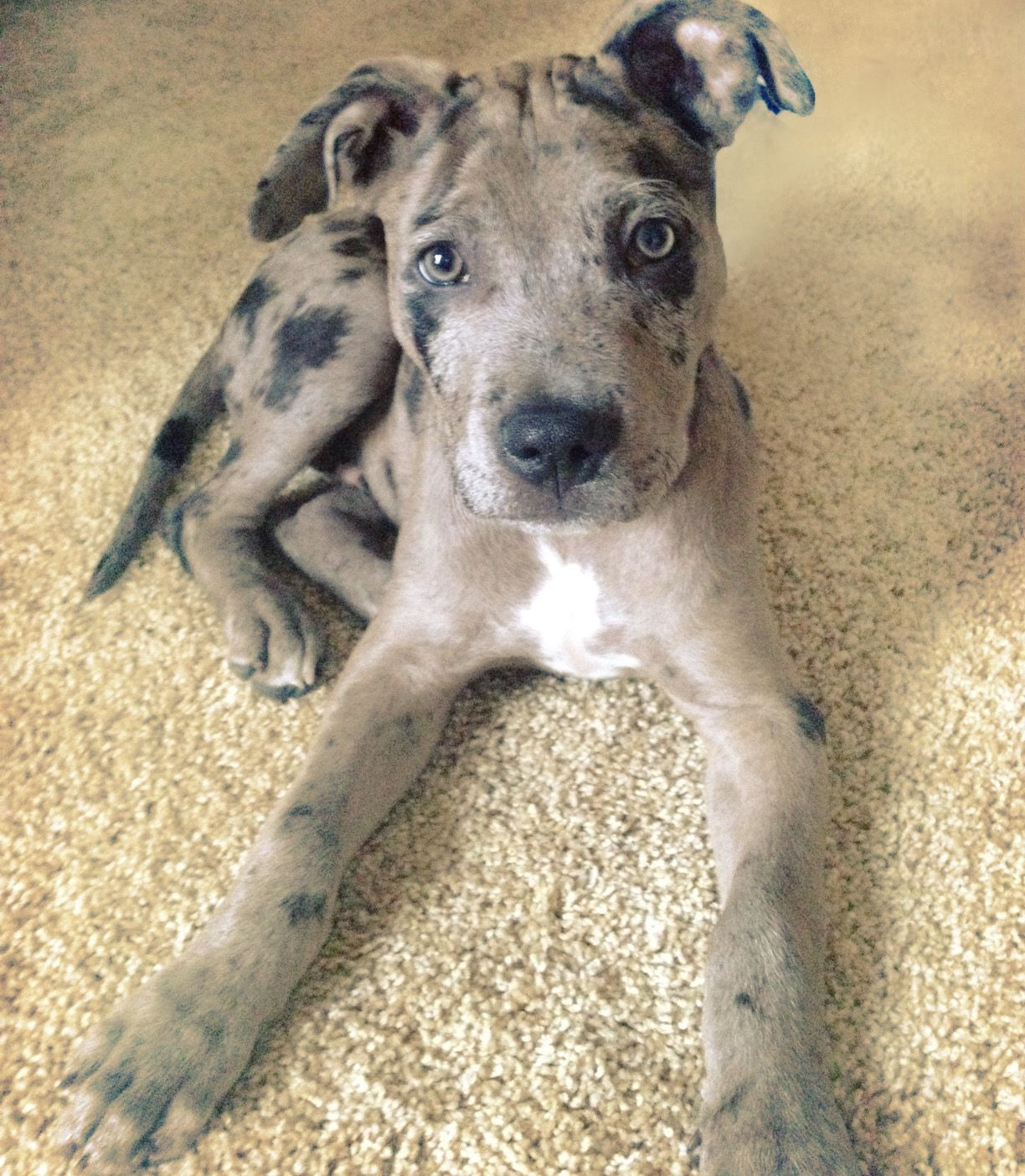 Catahoula Pitbull Mix Puppies For Sale