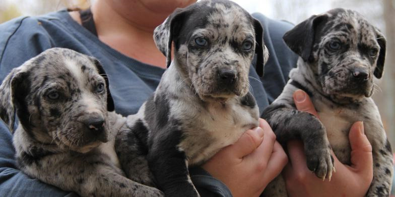 Catahoula Puppies For Sale In Georgia