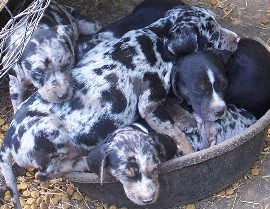 Catahoula Puppies For Sale In Oklahoma