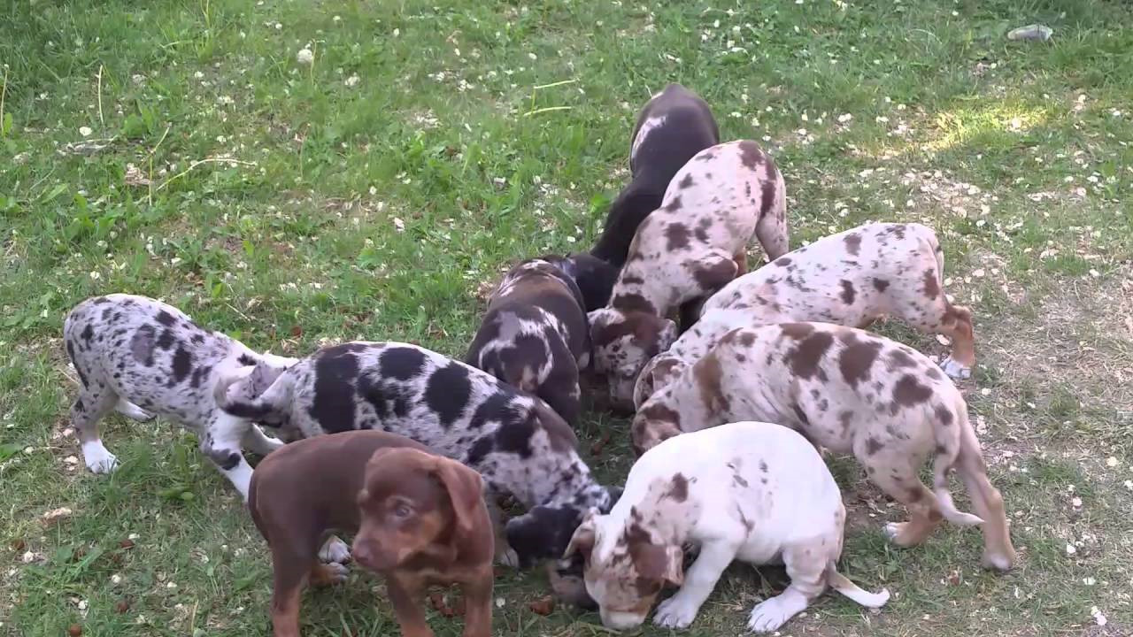 Catahoula Puppies