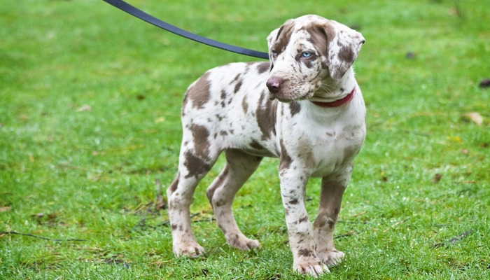 Catahoula Rescue California