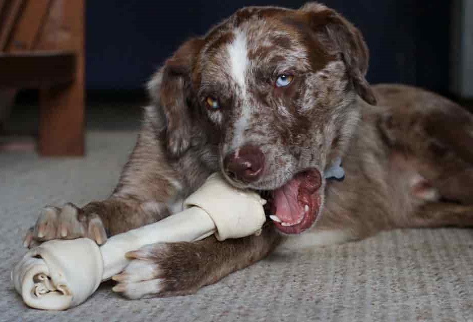 Catahoula Training