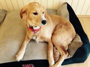 Cavalier Golden Retriever Mix