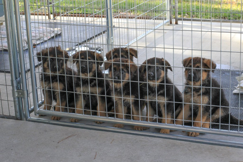 Central Florida German Shepherd