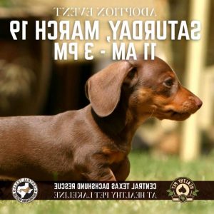 Central Texas Dachshund Rescue