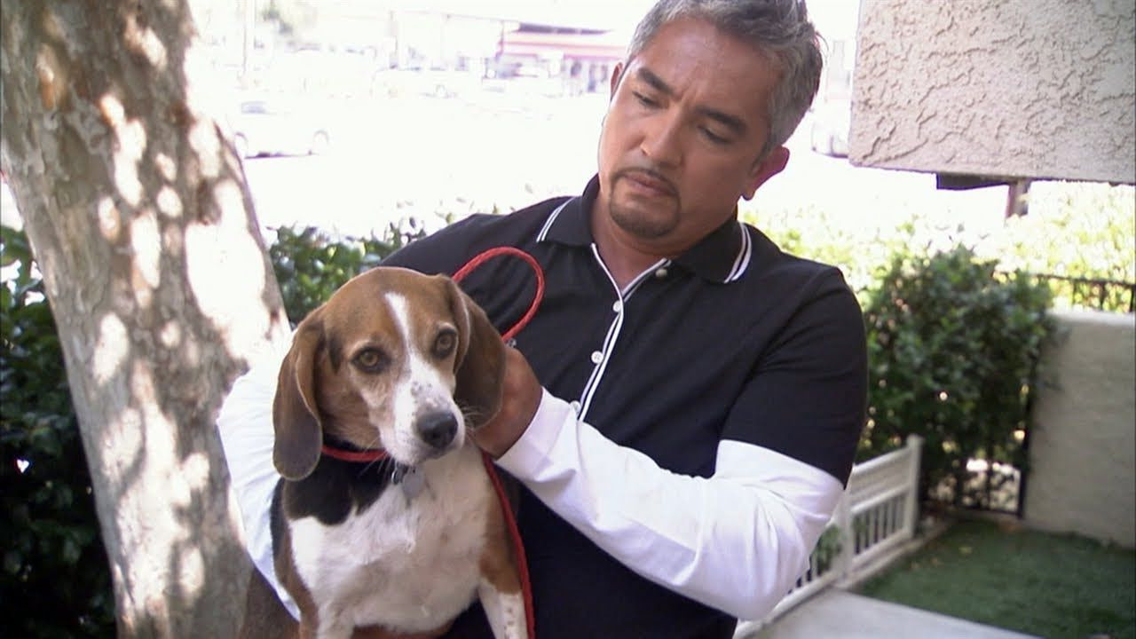 Cesar Millan Beagle