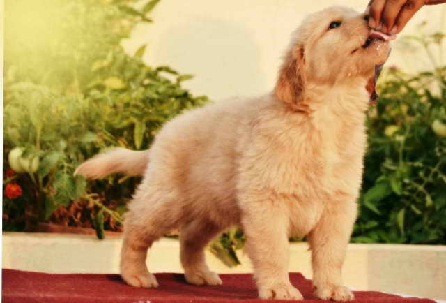 Champion Golden Retriever Puppies For Sale
