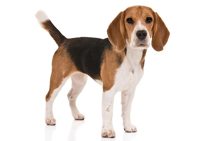 Characteristics Of A Beagle