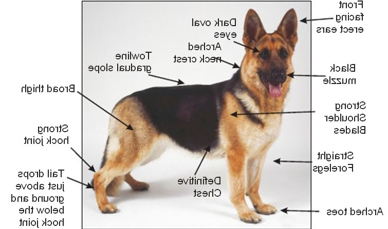 Characteristics Of German Shepherd