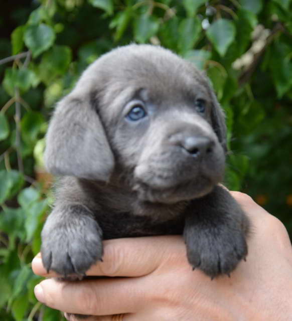 Charcoal Labrador Puppies