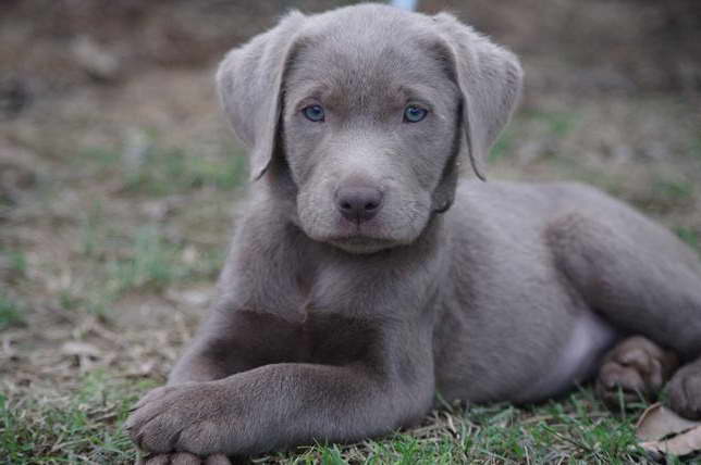 Charcoal Labrador Retriever Puppies For Sale