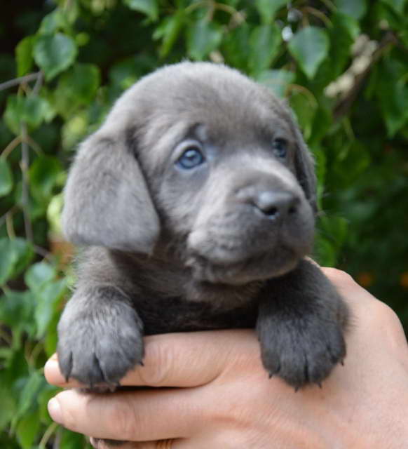 Charcoal Labrador