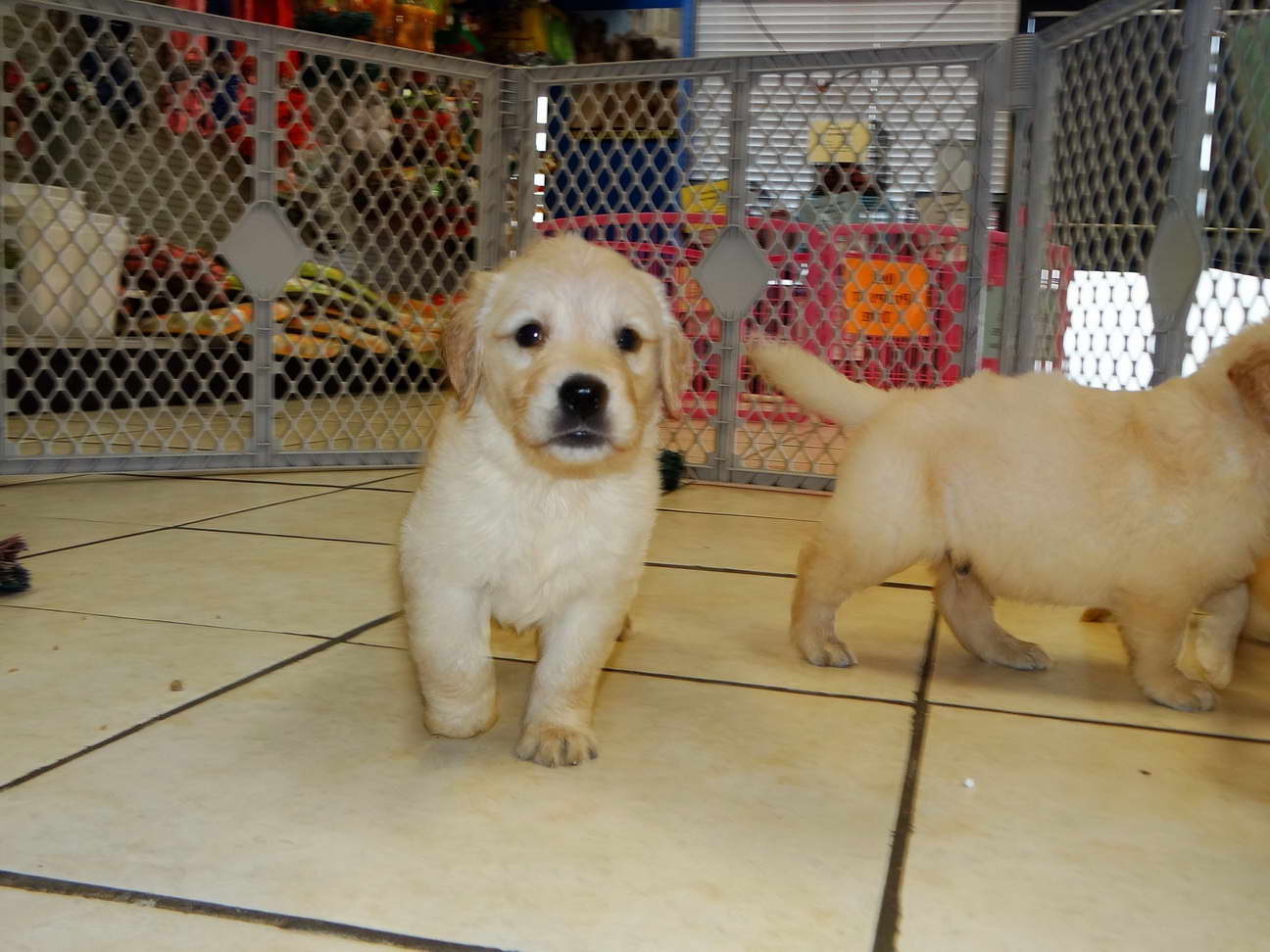 Charlotte Golden Retriever Puppies